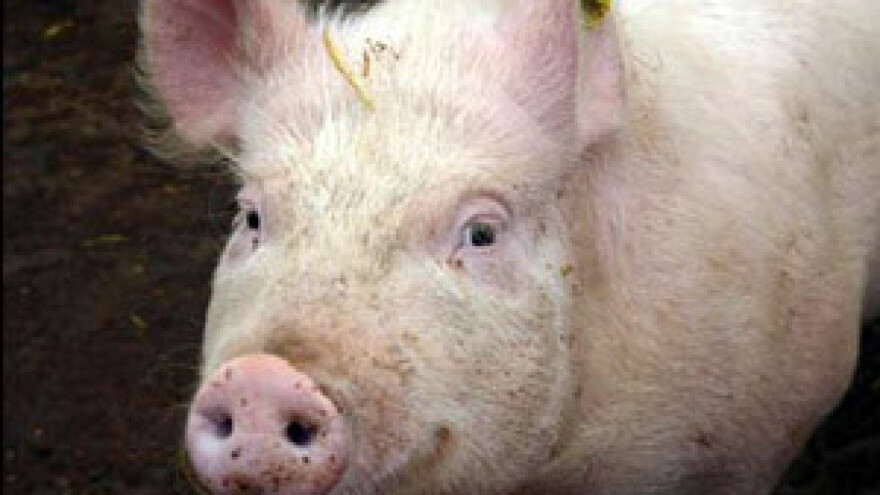 Bablje ljeto odgodilo svinjokolje