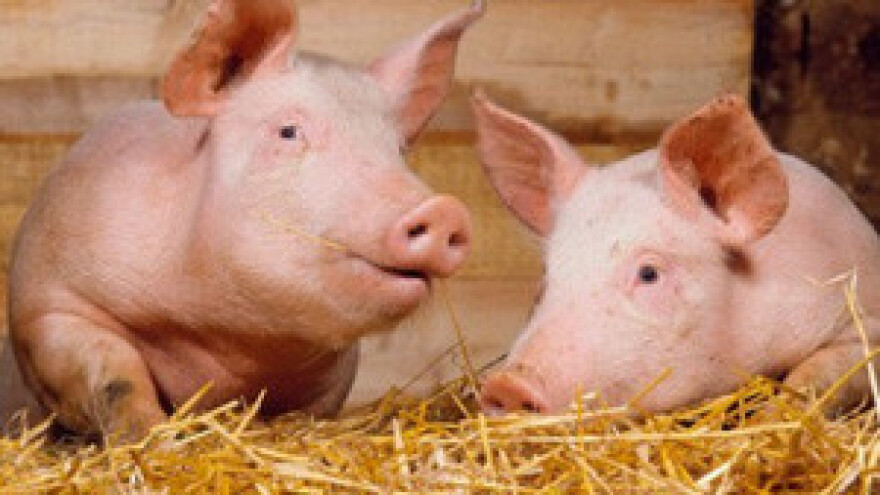 Interventni otkup svinja