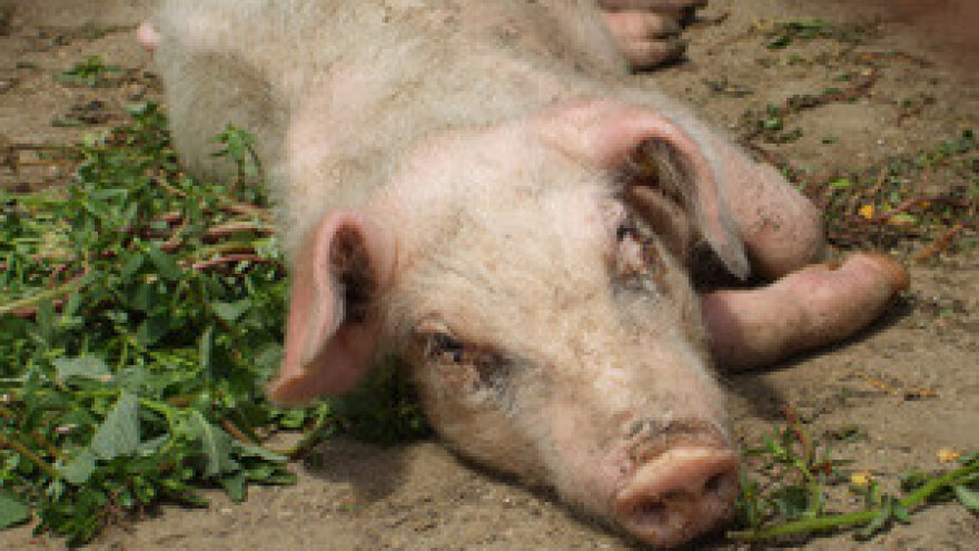 Rasprava o ukinutim i smanjenim poticajima u stočarstvu