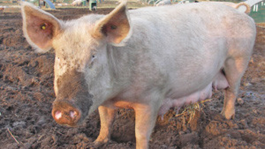 Kolaps hrvatske poljoprivrede