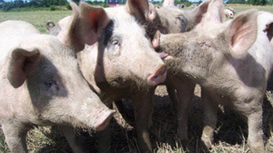 Teško stanje u svinjogojstvu