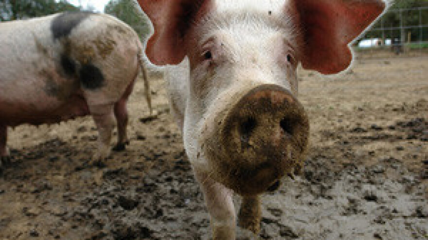 Održano 7. savjetovanje uzgajivača svinja