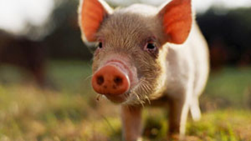 Prekasno za spas domaćeg uzgoja svinja?