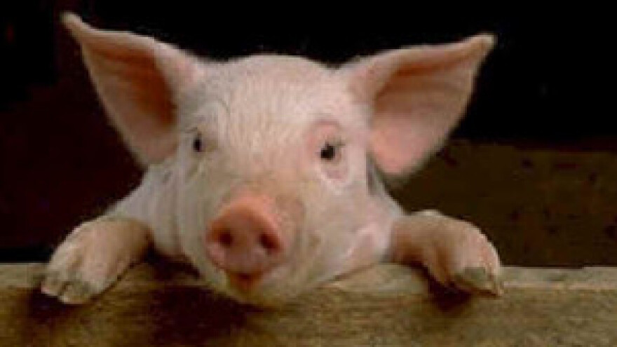 Svinjogojci se pridružuju mljekarima