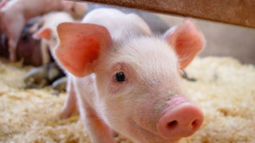 Stanje na tržištu stoke