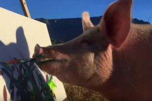 Pigcasso - svinja koja slika!
