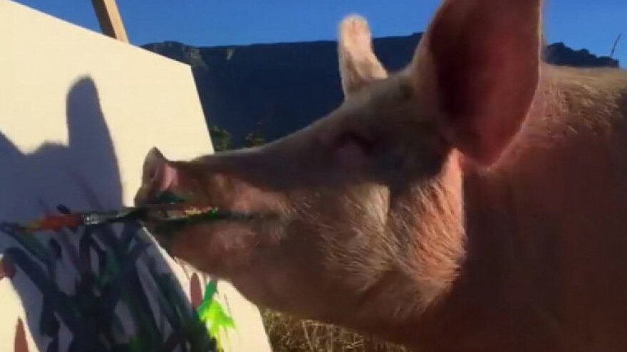 Pigcasso - svinja koja slika!