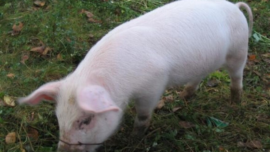 Kreditna linija za tov junadi i svinja