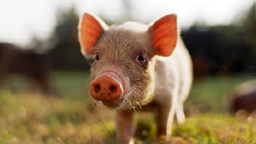 Broj krmača pada, male se uzgajivače uništava