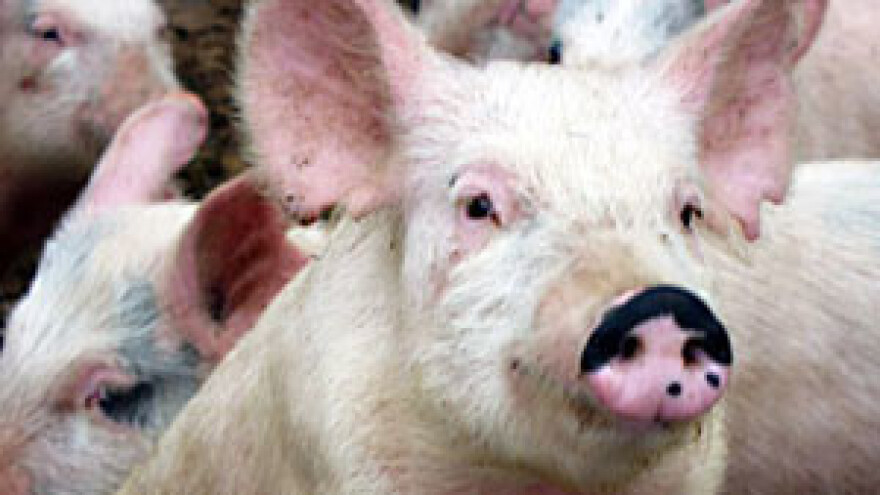 Država intervenira na tržištu svinjskog mesa