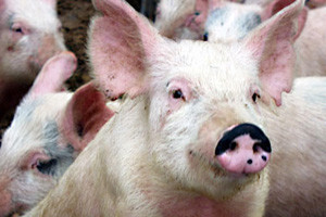 Porasla potražnja i cijena domaćim svinjama