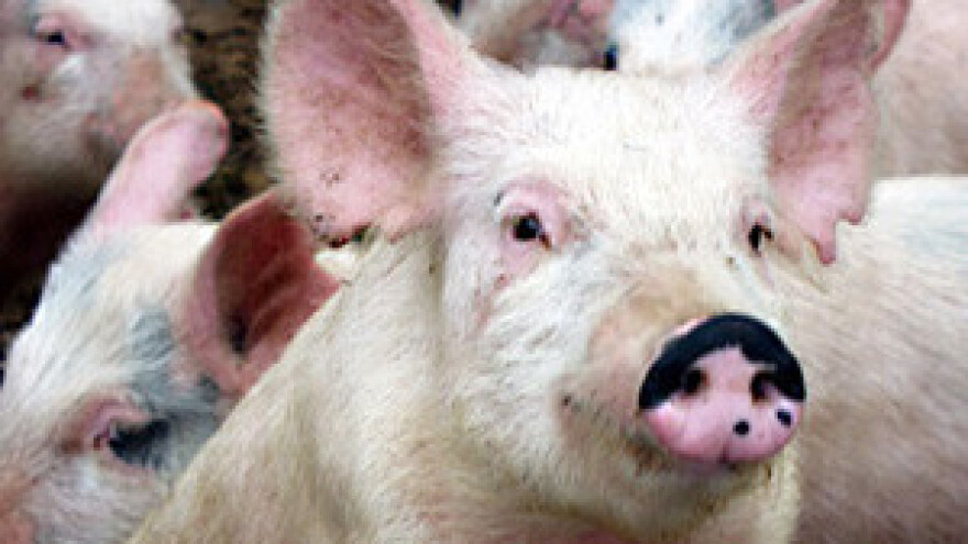 Porasla potražnja i cijena domaćim svinjama