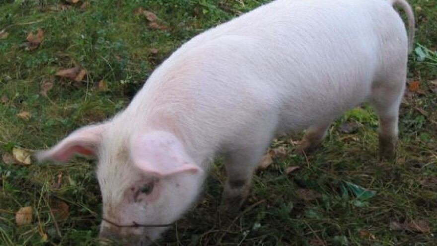 Sumrak slavonskih klaonica