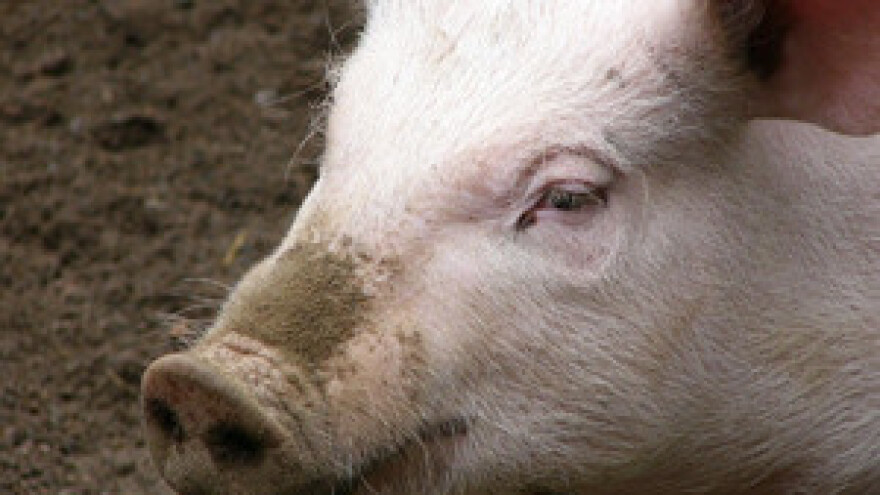 Propast slavonskih klaonica