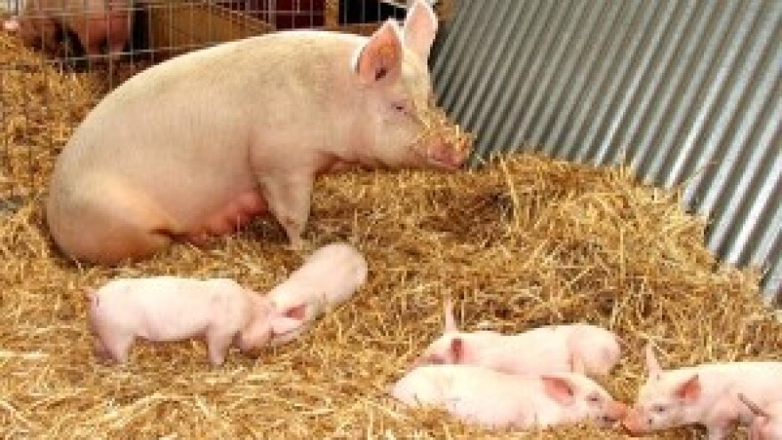 Starter za prasad u vrijeme odbića