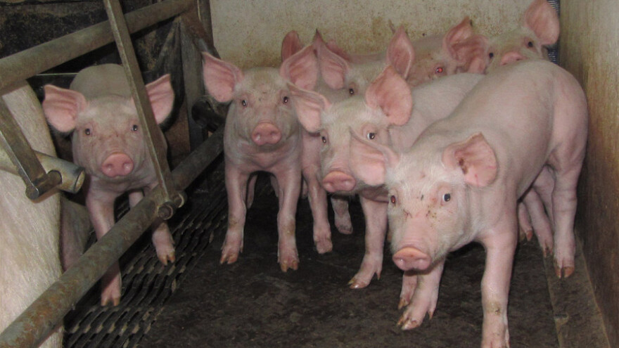 Kasnija kastracija prasadi za tov ima više prednosti