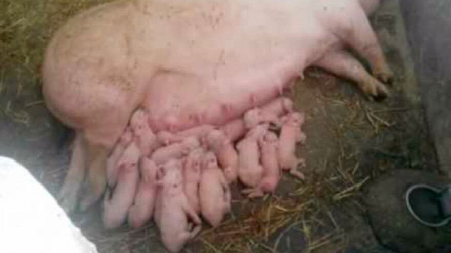 Krmača oprasila 29 prasića
