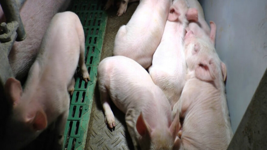 Kuzmin - selo sa 20.000 tovljenika