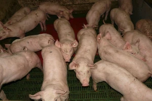 Kako sprečiti pojavu i širenje zaraznih bolesti svinja?