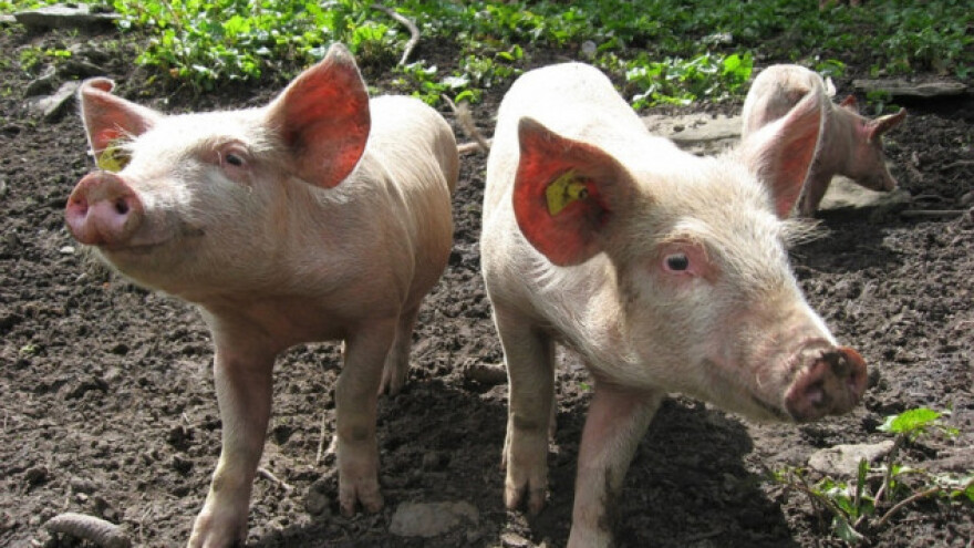 Dobrobit životinja za sigurnu hranu