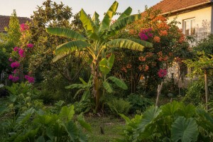 Pravi tropski vrt u predgrađu Beograda