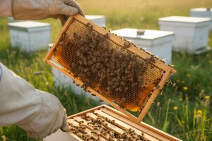Pravila za dobivanje potpora u pčelarstvu