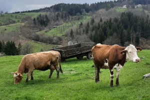 Ispaša stoke je jako važna, ali šta treba imati na umu?