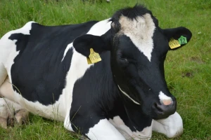 Objavljen Pravilnik o uslovima i načinu ostvarivanja podsticaja