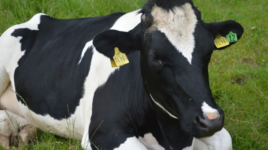 Objavljen Pravilnik o uslovima i načinu ostvarivanja podsticaja