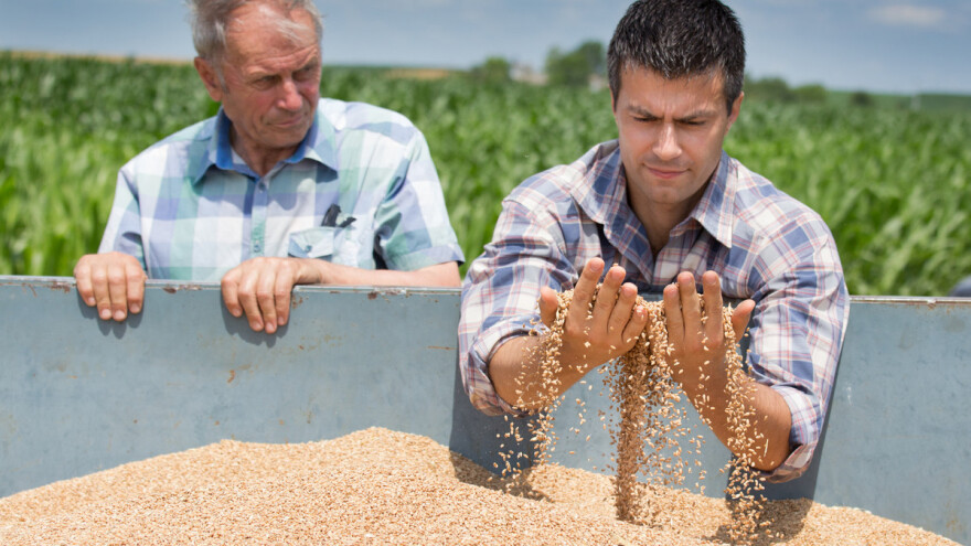 APUS: Pravilnik o otkupu pšenice je dan na uvid samo odabranim kompanijama i poljoprivrednicima