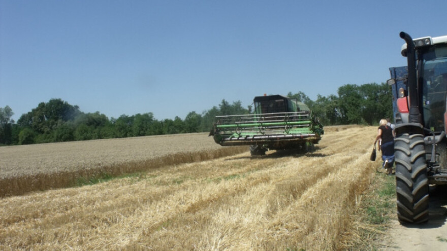 Saznaj parametre kvalitete pšenice roda 2017!