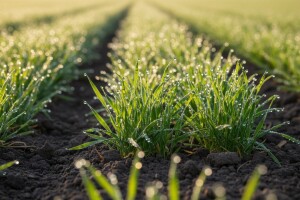 Pravo je vrijeme za Alister Grande!