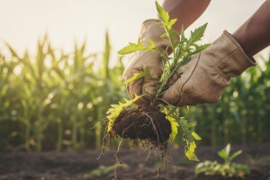 Pravo vrijeme za uništavanje ambrozije