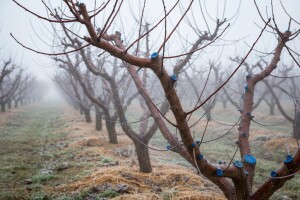 Pravodobno zaštitite nasade bresaka i nektarina od kovrčavosti lista
