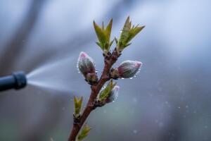 Pravovremeno zaštitite svoje nasade voća!