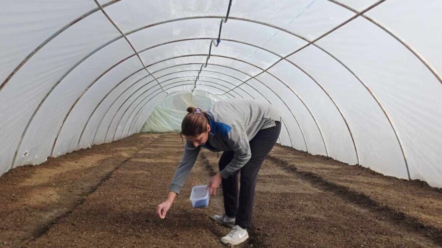 Uzgoj praziluka sa ulaganjima koja se isplate. Šta kažu iskusni proizvođači?