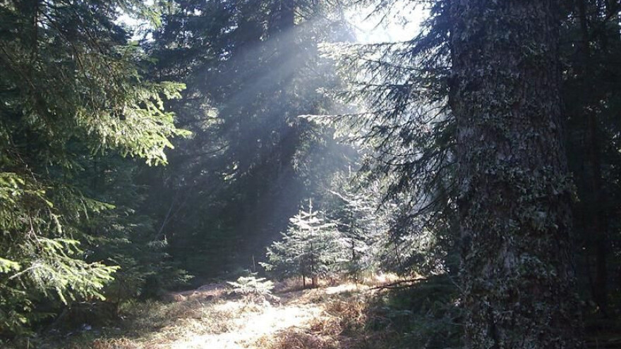 Obrazovanjem do razvoja šumarstva