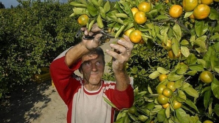 Rok za isporuku mandarina i jabuka - 31.12.2014.