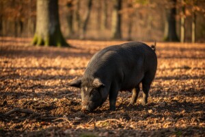 Prednosti i mogućnosti proizvodnje fajferice