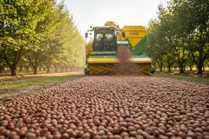 Prednosti mašinskog kupljenja i sušenja lešnika