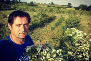Započela berba bijelog gloga na OPG Livak, jedinoj takvoj plantaži u Hrvatskoj!