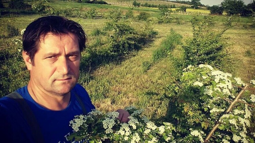 Započela berba bijelog gloga na OPG Livak, jedinoj takvoj plantaži u Hrvatskoj!