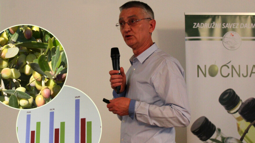 Koroneiki se pokazao najboljom sortom za maslinike budućnosti