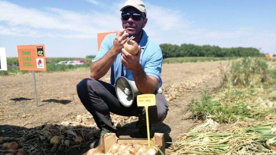 Kako do dobrog uroda luka na ekstremnim temperaturama