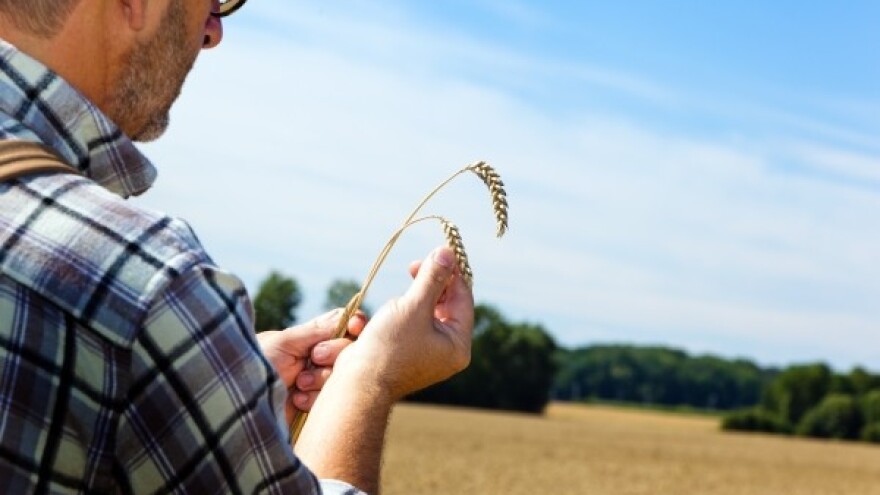 Dezinformacije o kvaliteti domaće pšenice?