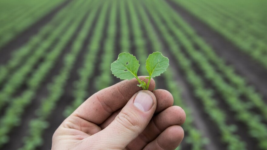 Pregledajte usjeve uljane repice!