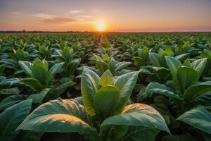 Preko 10 tisuća tona kvalitetnog duhana donijet će 160 milijuna kuna