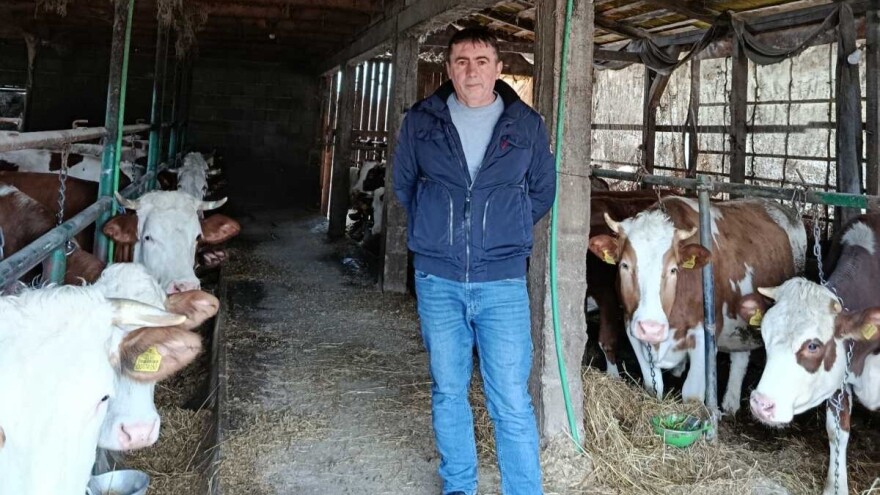 Preko noći otkazan otkup mlijeka Suadu i još trojici farmera: "Ne znam šta da radim"