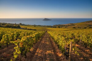 Preko pastisa i vinograda do očuvanja okeana!