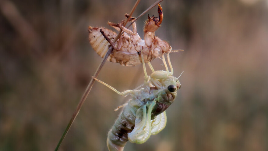 Nezaobilazan je pratitelj borovih šuma, mora i ljeta, a evo kako izgleda preobrazba cvrčka
